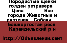 Породистые щенки голден ретривера › Цена ­ 25 000 - Все города Животные и растения » Собаки   . Башкортостан респ.,Караидельский р-н